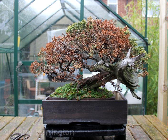 dying juniper bonsai